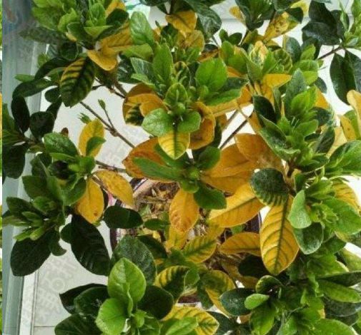 栀子花黄叶掉花苞该怎么办,栀子花几种黄叶现象