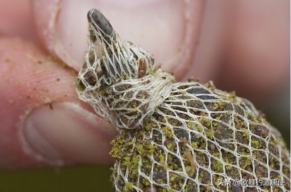 外国人钓鱼打窝技巧,老外用超大饵钓鱼