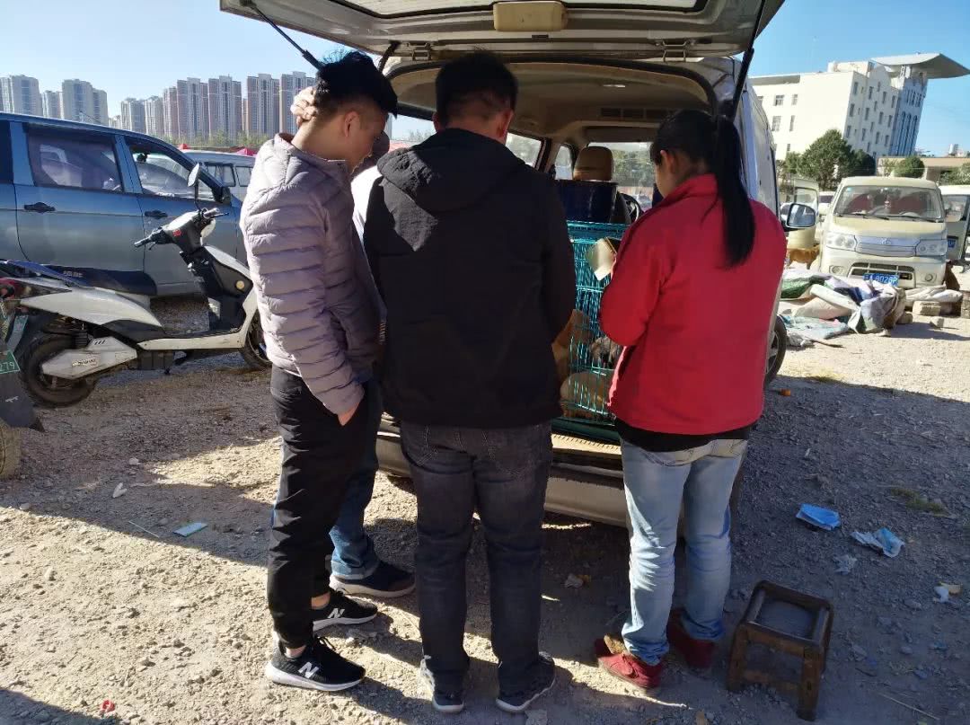 顾客开价600元收购多只，商贩却表示拉布拉多犬最少700元一只！