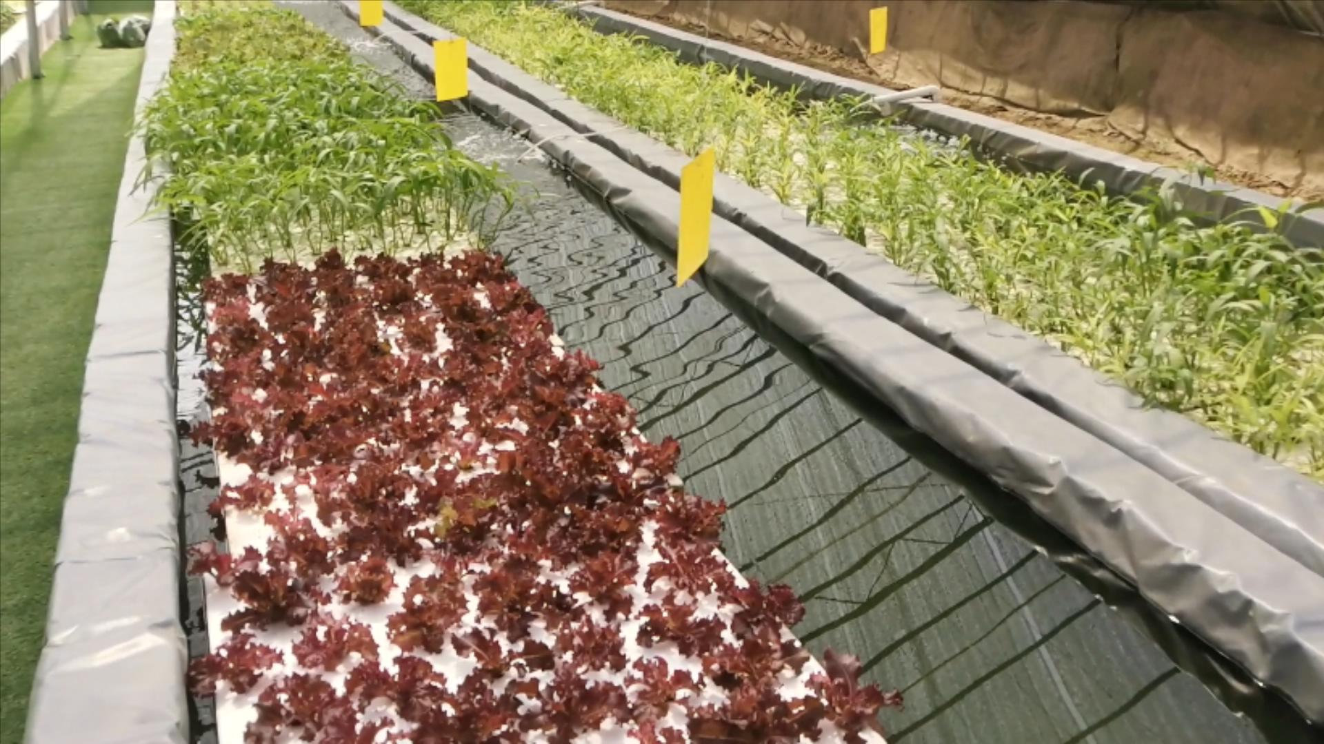 阳台用泡沫箱种植蔬菜的方法,阳台种植蔬菜的技巧和方法视频