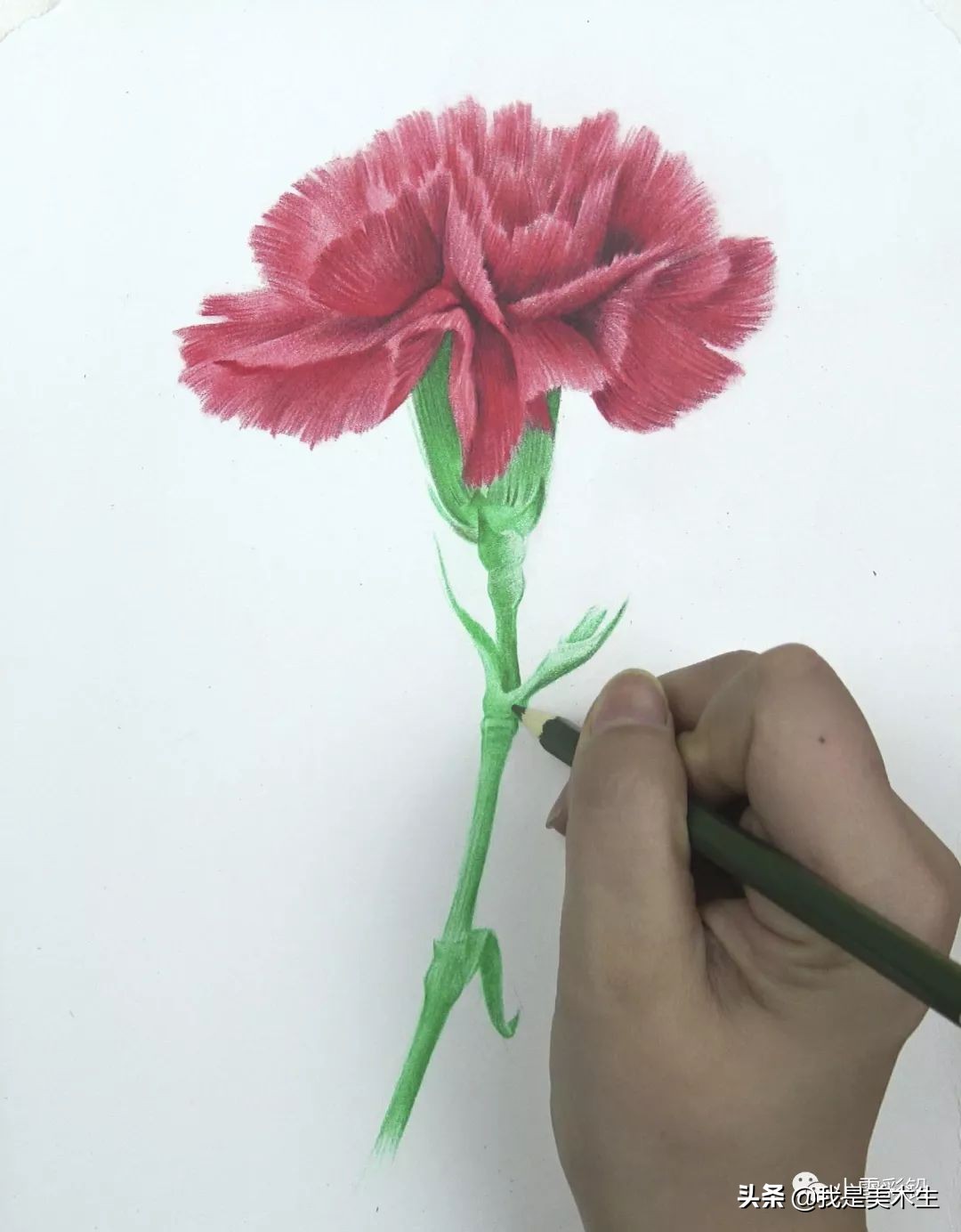 怎么画一束美丽的彩铅康乃馨,怎么用彩铅给纸做康乃馨上色