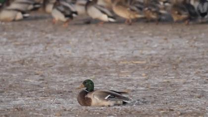游隼为什么能飞那么快?绝招破解气流分离难题,加速无极限