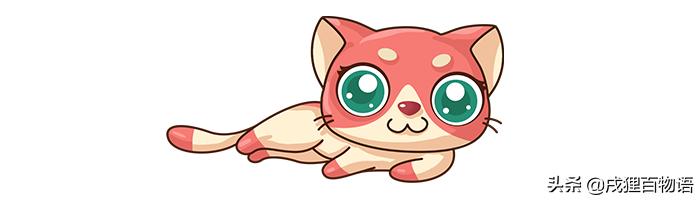 狗耳螨省钱的治疗方法,猫咪得了耳螨用什么药