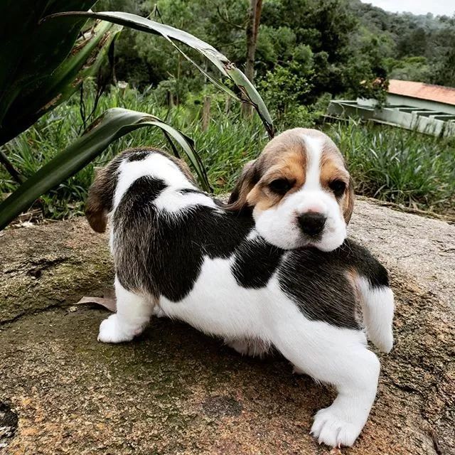 可爱呆萌的小奶狗视频,可爱可奶呆萌的小奶狗