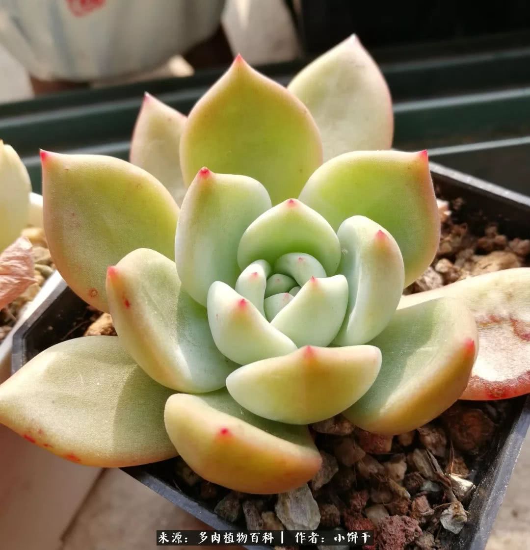 无肉不欢的肉瘾少女，日日沉迷于美色无法自拔！