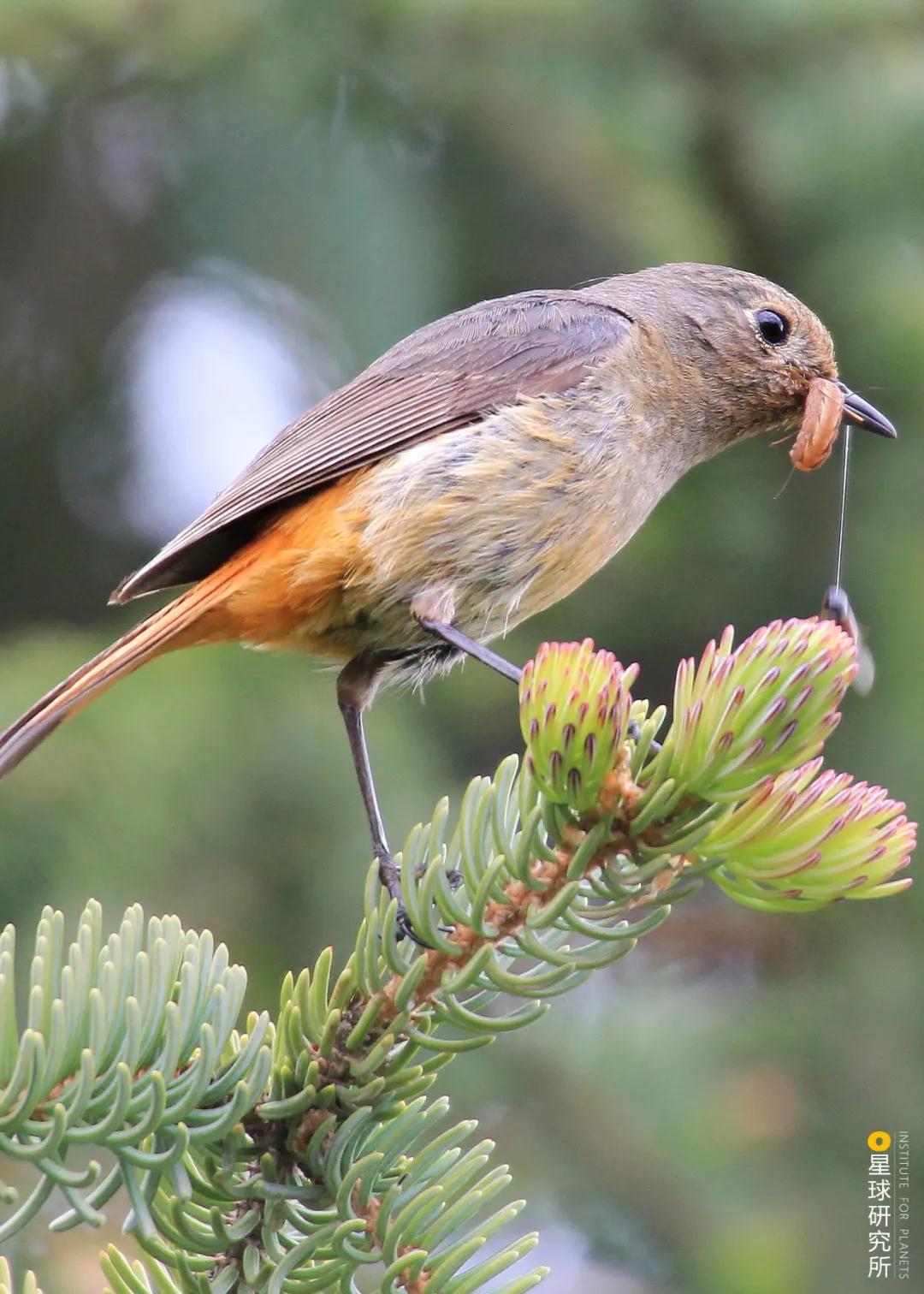 林草领域知识图谱,林草科普专业术语