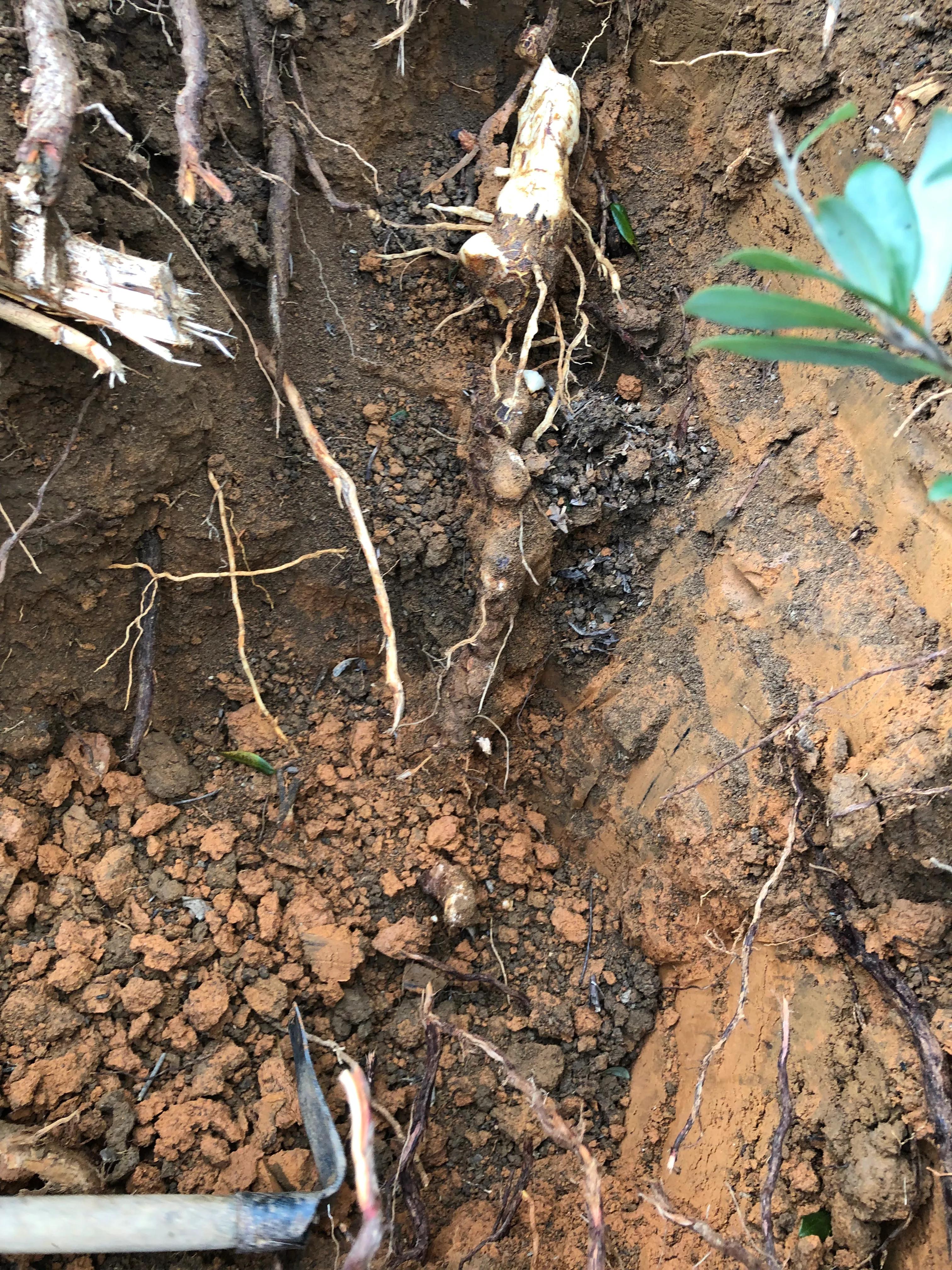 娣卞北鑰佹灄閲庤彍妞嶇墿,鍘诲璁垮北闂寸殑閲庣敓鏈崏妞嶇墿