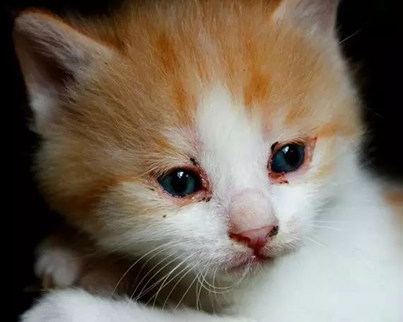 如果猫的眼瞎了怎么治,猫眼睛被眼屎糊住怎么清理