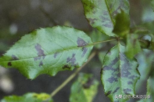 月季病害高清图,12种月季常见病害图解