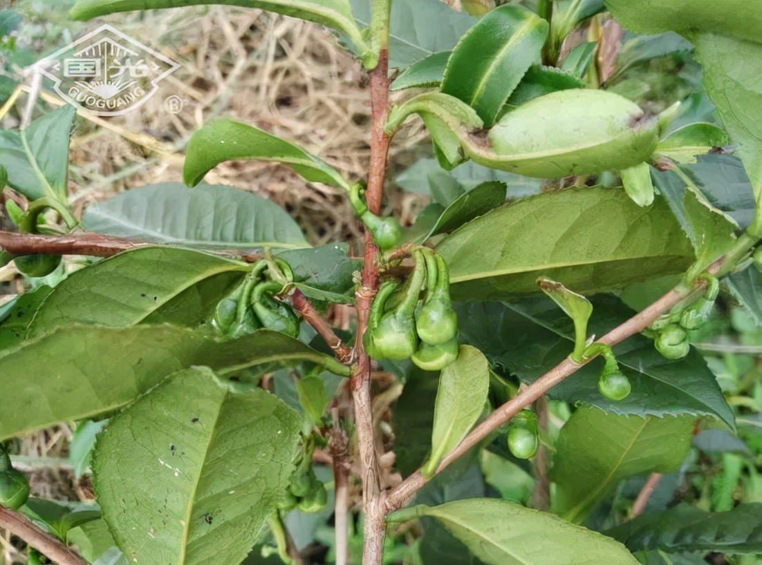 茶树开花影响产量吗,茶树开花结果是什么原因