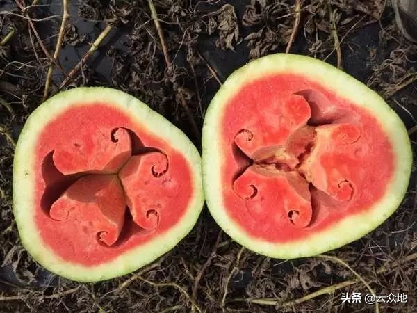 西瓜厚皮的防治方法,西瓜膨大是什么原因引起的