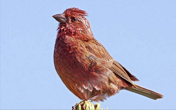 东江揽胜,惠州淡水常见鸟类图谱