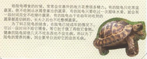 养陆龟要注意些什么,养陆龟要注意什么