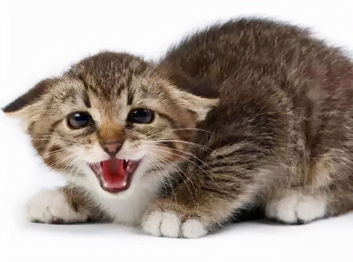 为什么猫狗会有尴尬期,猫狗相遇为啥互相都吓得要死