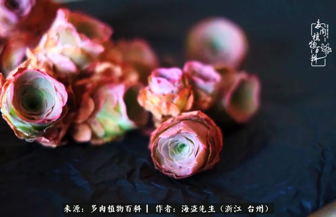 山地玫瑰养护顺口溜,山地玫瑰的养护种植注意事项视频