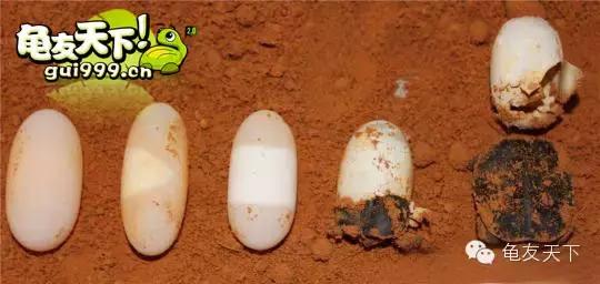 龟产蛋需要准备什么,龟产蛋后怎么护理