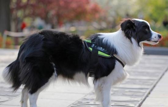 狗狗神经损伤最佳康复训练方法,如何判断狗狗内脏受损