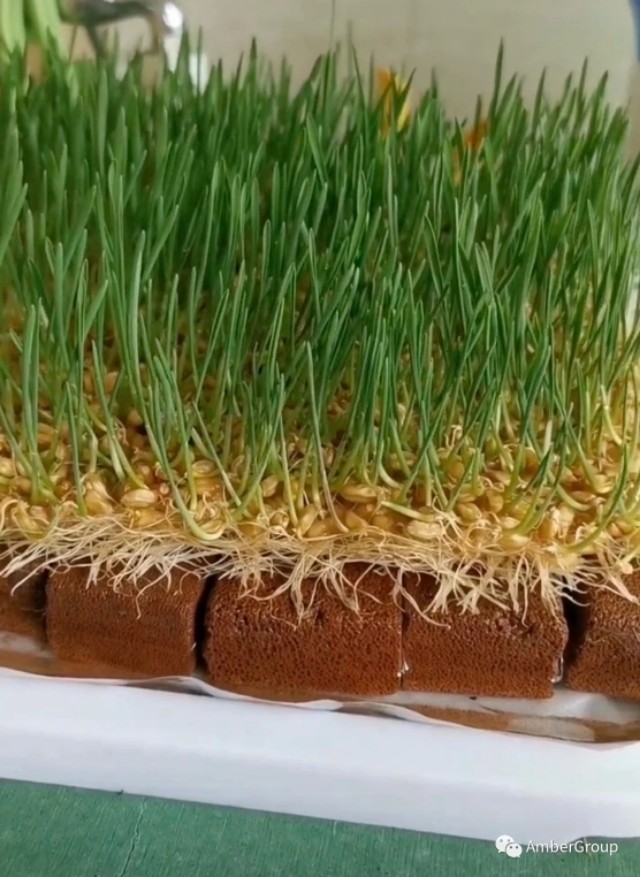 用石头种菜,石头种菜