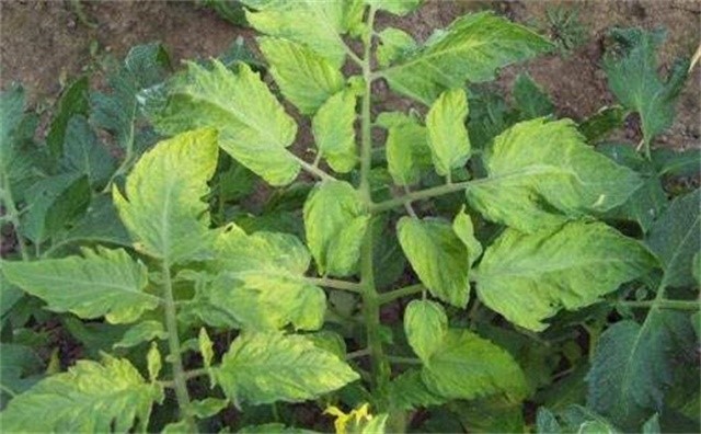 西红柿冲施钙肥后黄叶是怎么回事,家里种的西红柿为什么有的黄叶