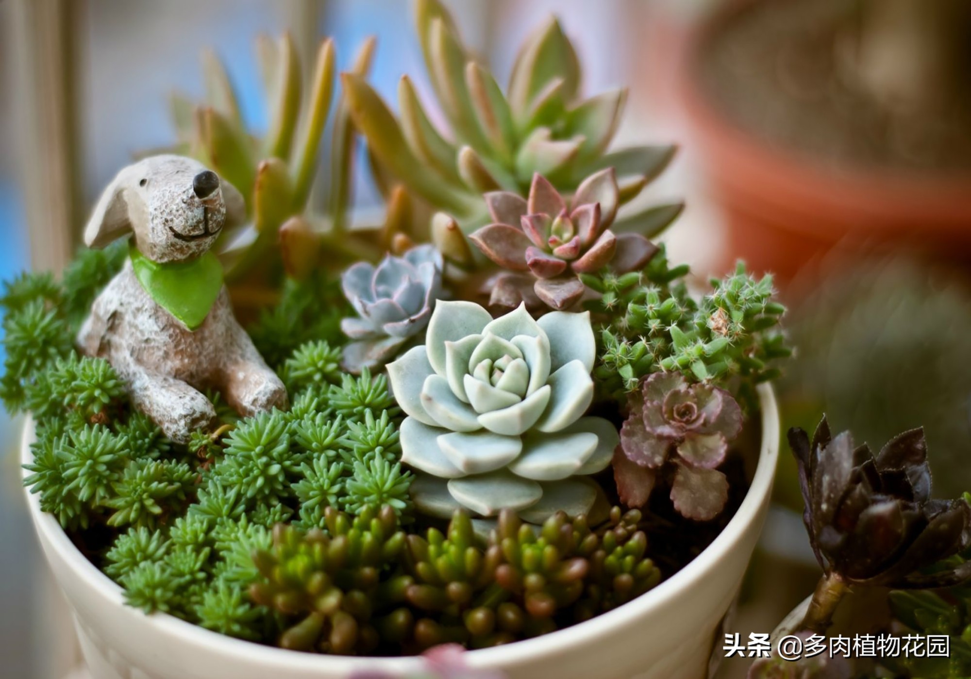 好好的多肉突然腐烂了怎么回事,好好的多肉掉叶片