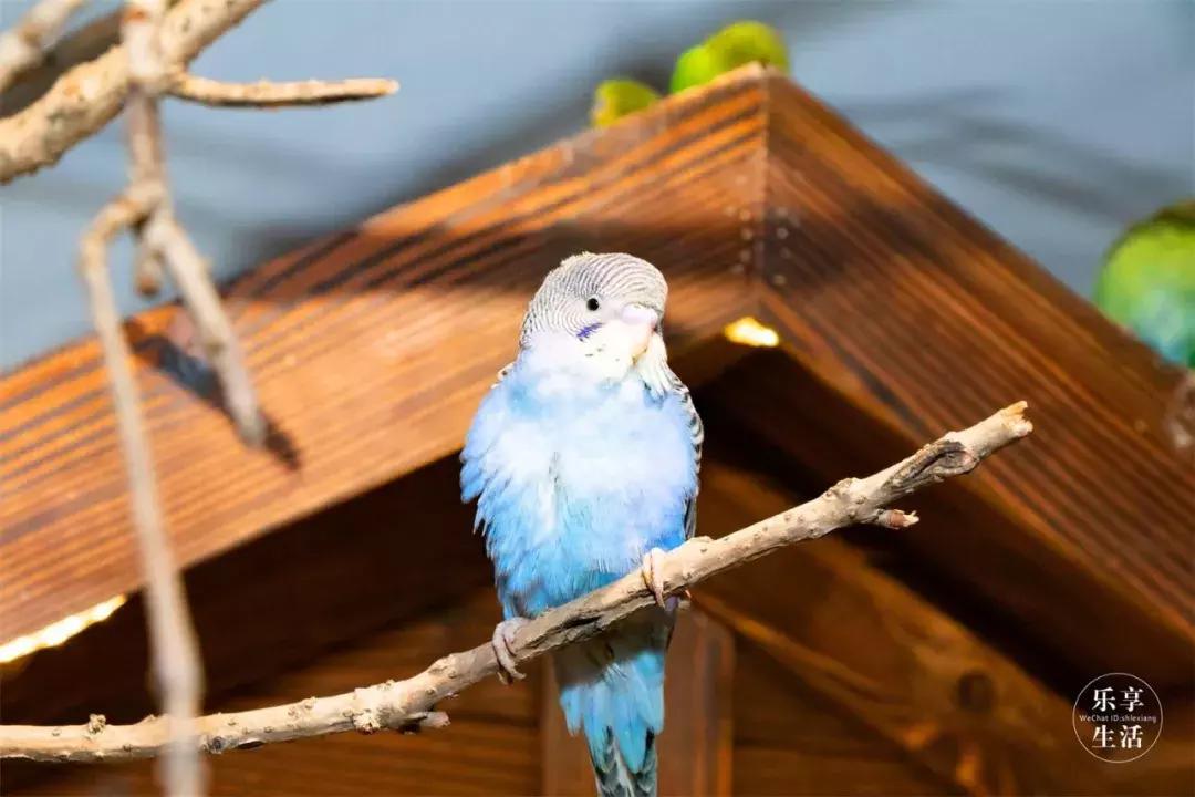 39.9元羊驼,羊驼门票抖音团购