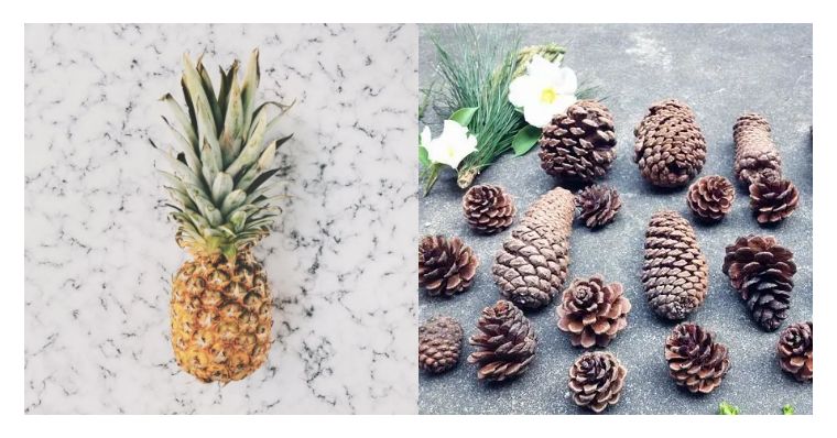 凤梨和菠萝什么区别图片,金钻凤梨与菠萝的区别