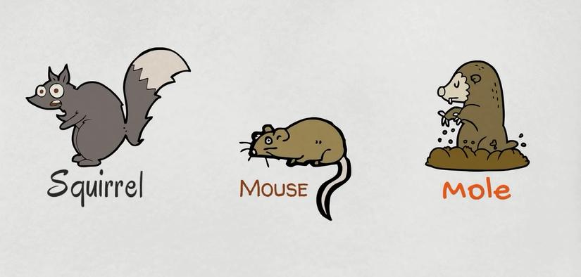 关于动物的英语单词100个带图片,英语常用词汇整理