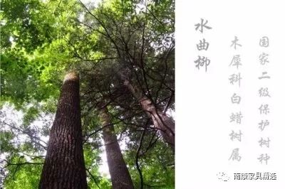 水曲柳实木有什么特点,水曲柳和柳树什么区别