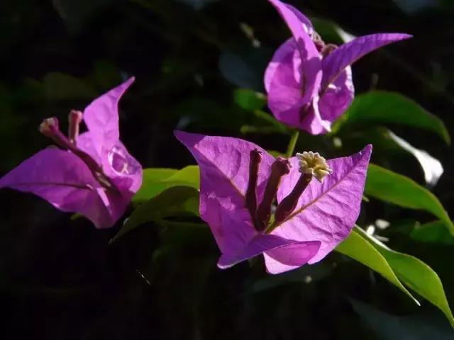 常见100种花卉介绍图片,四个季节开花的植物花卉有哪些