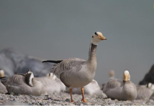 青海里的鸟岛,青海湖的鸟岛边