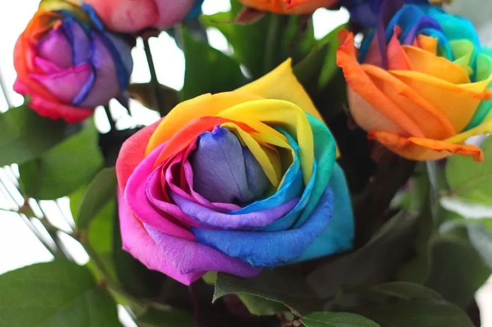 花店必备的5款玫瑰,花店最常用什么品种的玫瑰花