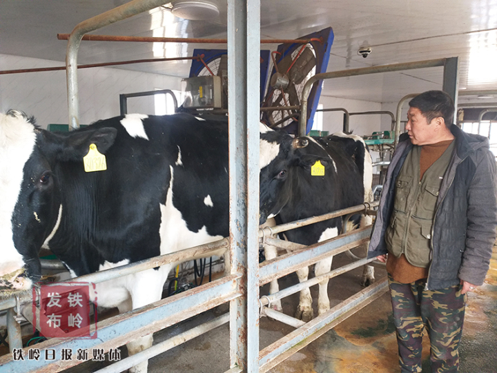 双井子村企为伊利公司提供奶源