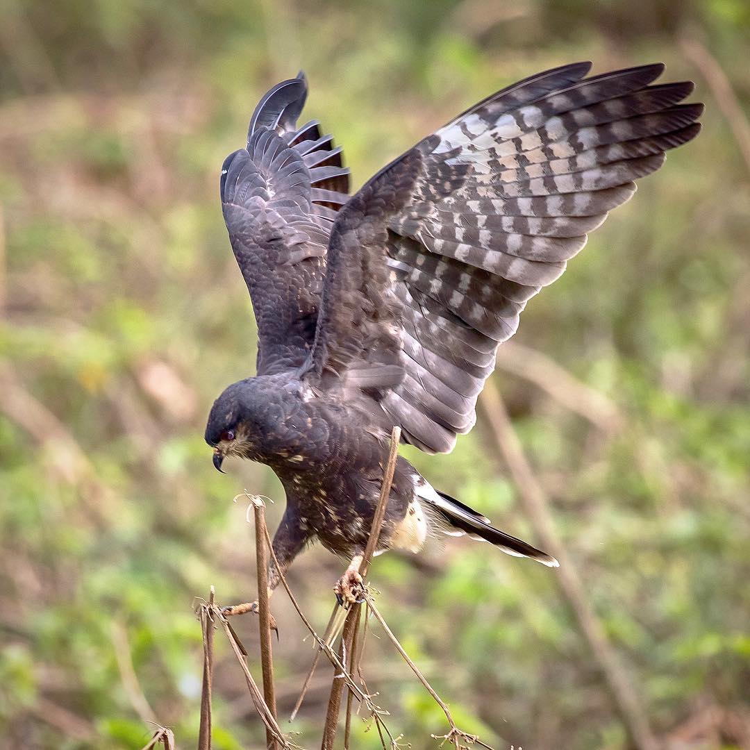 濒临灭绝的蜗牛风筝Snailkite，你知道这种鸟吗？