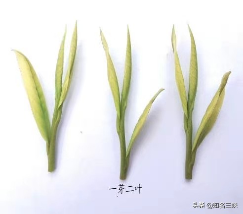 摘春茶的正确方法,又到春茶采收季