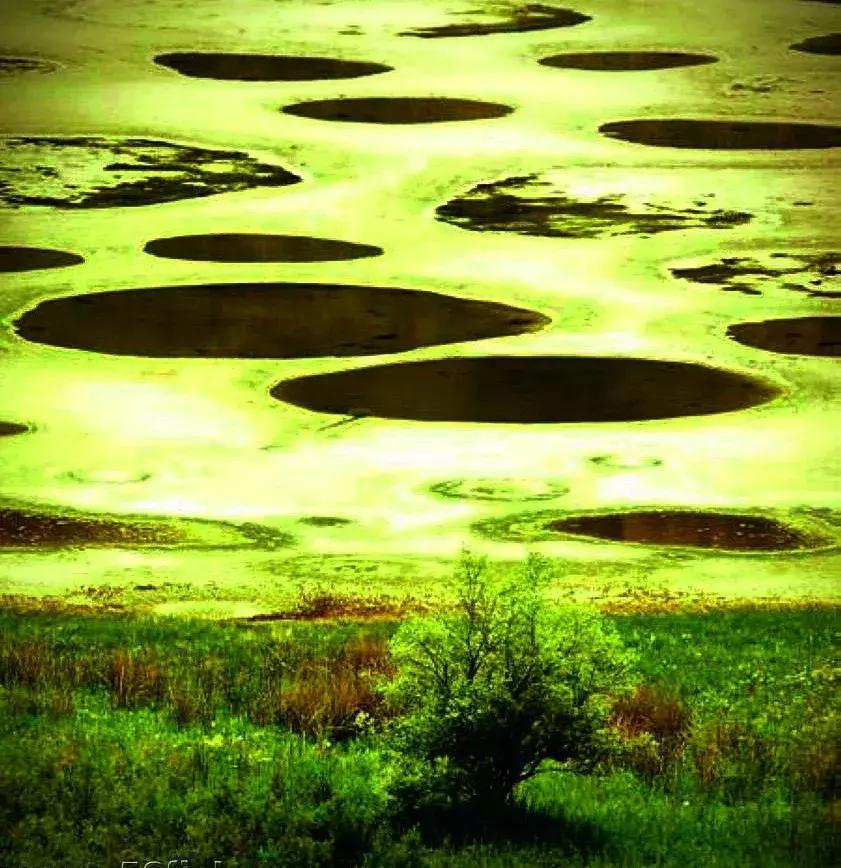 听说过斑马、斑点狗,你听说过斑点湖吗?