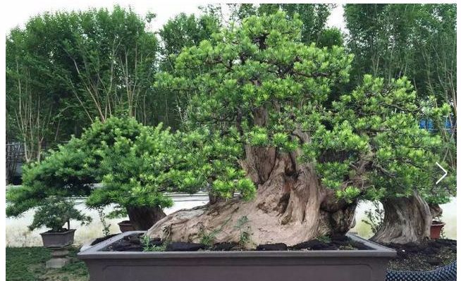 哪些名贵盆栽越养越有价值 (适合久养的珍稀盆栽)