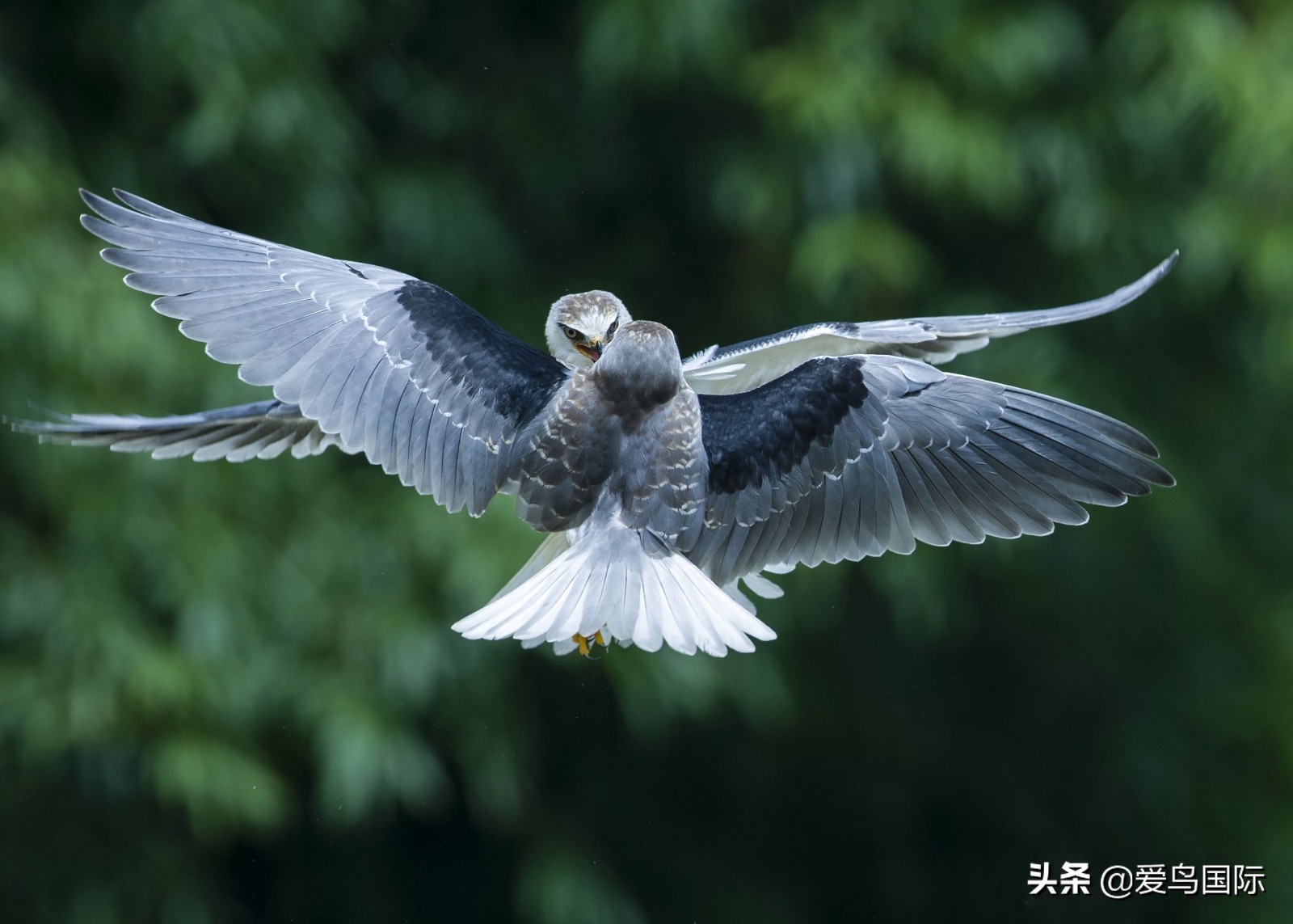 躁动的繁殖季节2021观鸟大年五月精华作品集