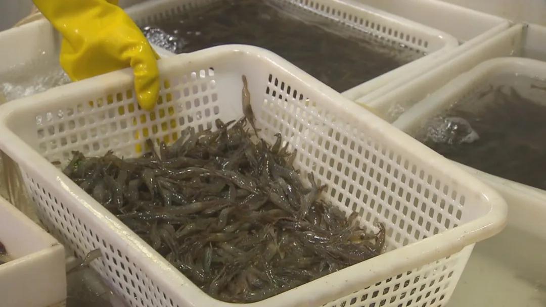 中国海鲜虾行情,鲜活河虾价格表