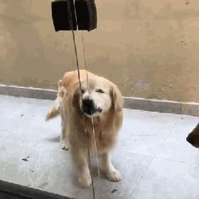 怎么才算纯种泰迪狗呢图片,纯种狗和非纯种狗的区别哪个好