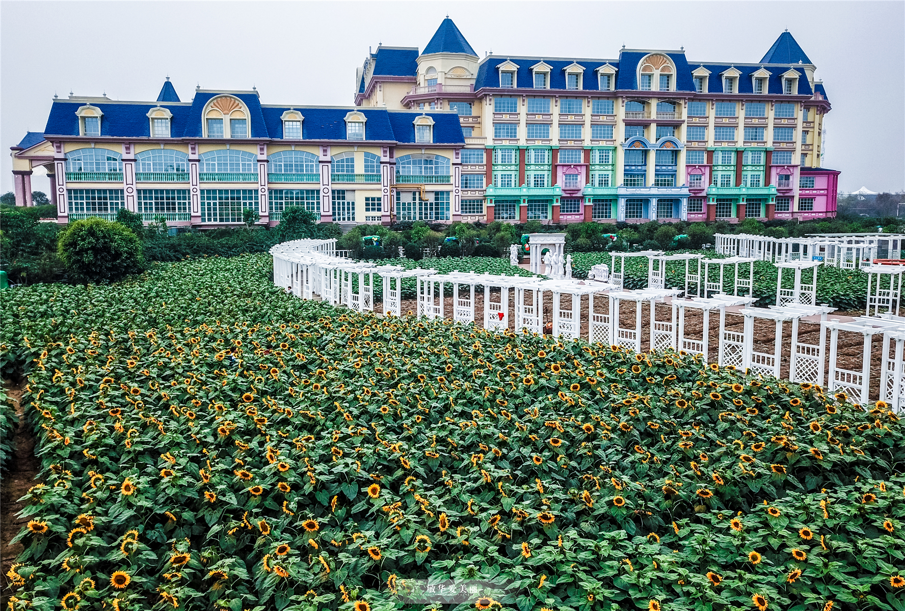 百万葵园攻略地图大全,百万葵园游玩注意事项