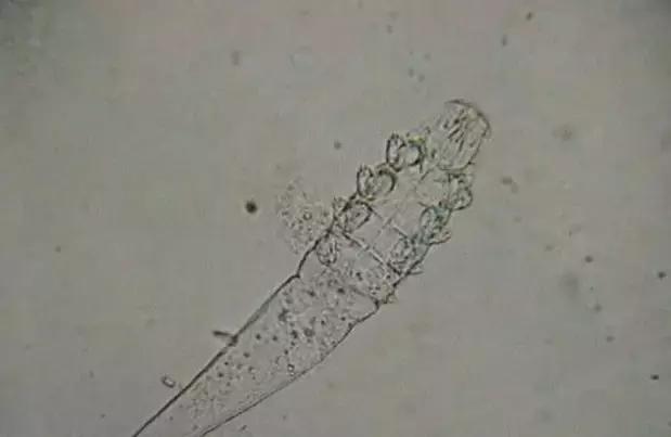 执业兽医的复习资料之【兽医寄生虫学