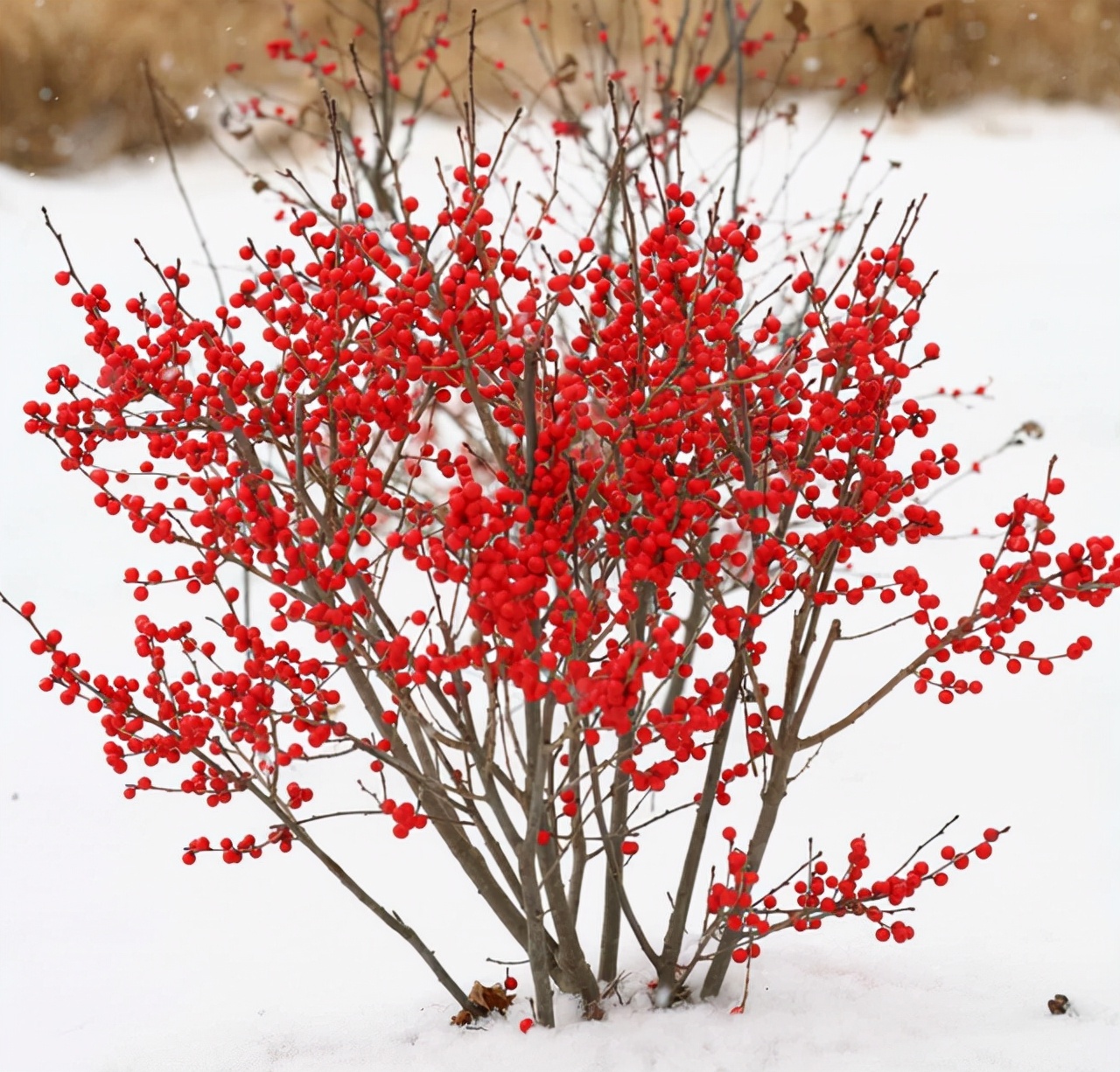 什么品种的冬青树比较好,北美冬青红遍中国