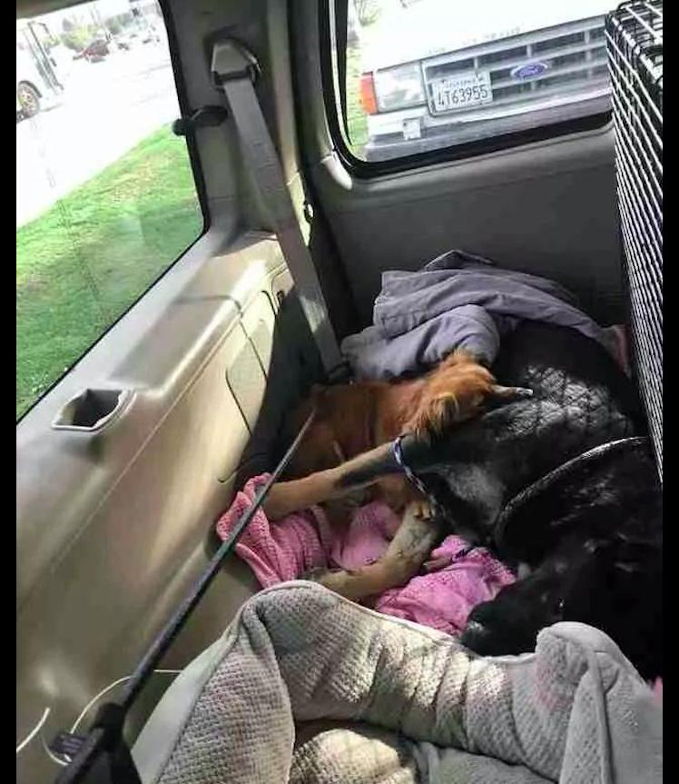 德牧怀孕58天趴窝里不动,怀孕德牧40天