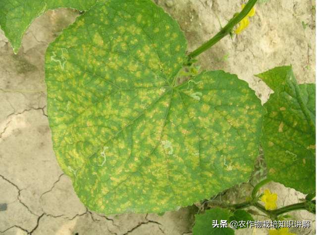黄瓜角斑病非常严重怎么办,黄瓜细菌性角斑病