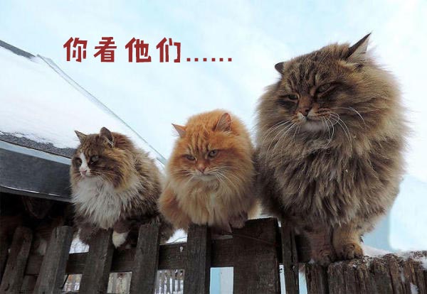 圣诞节的喵星人霸气又略萌，猫奴必看！又骗我养猫？