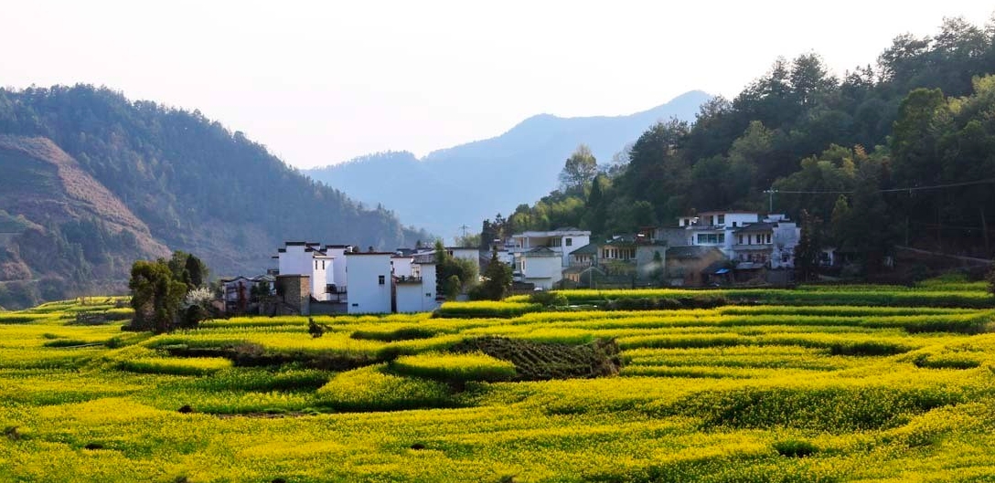 歙县观赏油菜花经典路线,歙县自驾游婺源看油菜花车停哪里
