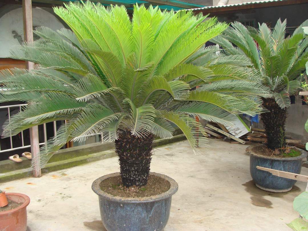 铁树黄叶怎么补救土方法,夏天铁树叶子发黄怎么补救