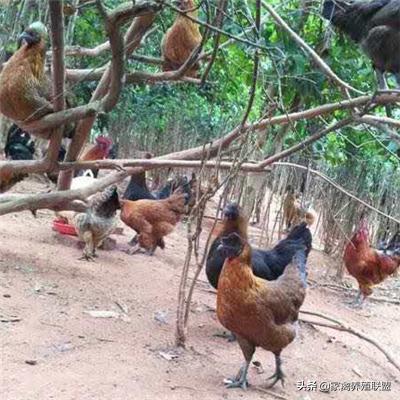 养乌鸡需要什么材料,乌鸡用哪个品种最好养