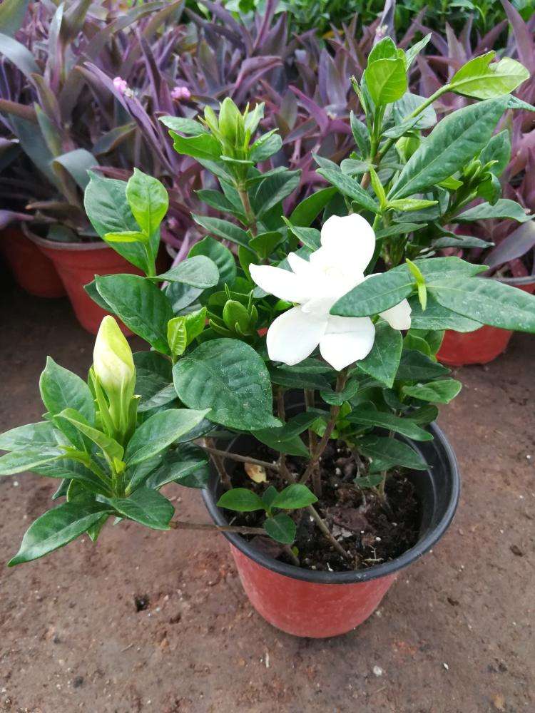 栀子花黄叶掉花苞怎么处理,栀子花黄叶掉叶的解决办法