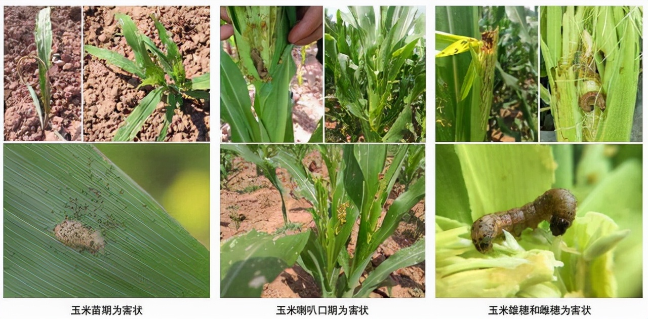 桔臀纹粉蚧,桧柏臀纹粉蚧